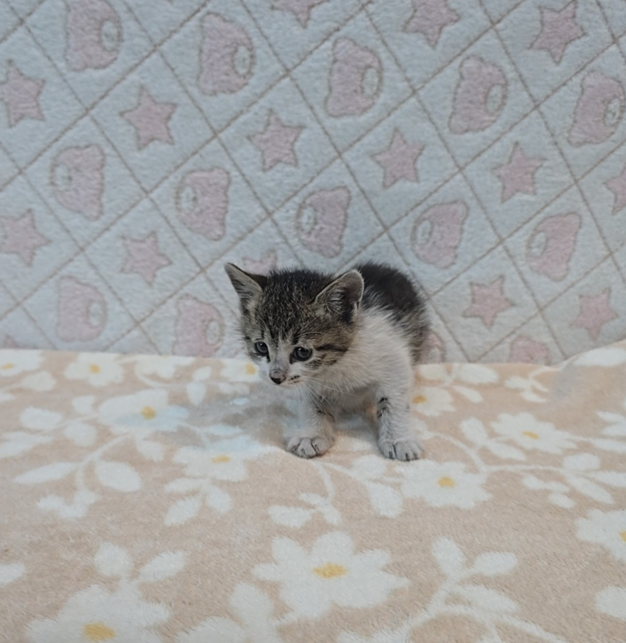 [고양이] 믹스묘 전북-군산-2025-00552 유기동물 배경 이미지 입니다.